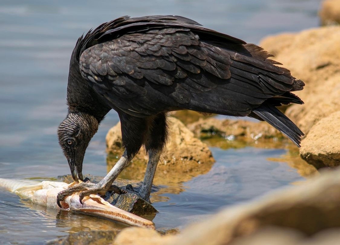 Urubu-Preto-Coragyps-atratus Por que os urubus são fundamentais para a saúde do ambiente?