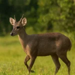 Veado-catingueiro passou pelo seu sítio? Entenda o que isso revela Veado-catingueiro passou pelo seu sítio Entenda o que isso revela