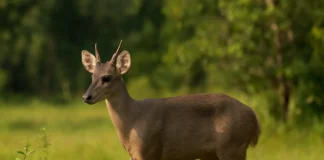 Veado-catingueiro passou pelo seu sítio Entenda o que isso revela