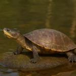 Veja 3 razões para proteger o cágado-de-barbicha agora mesmo Veja 3 razões para proteger o cágado-de-barbicha agora mesmo