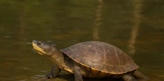 Veja 3 razões para proteger o cágado-de-barbicha agora mesmo