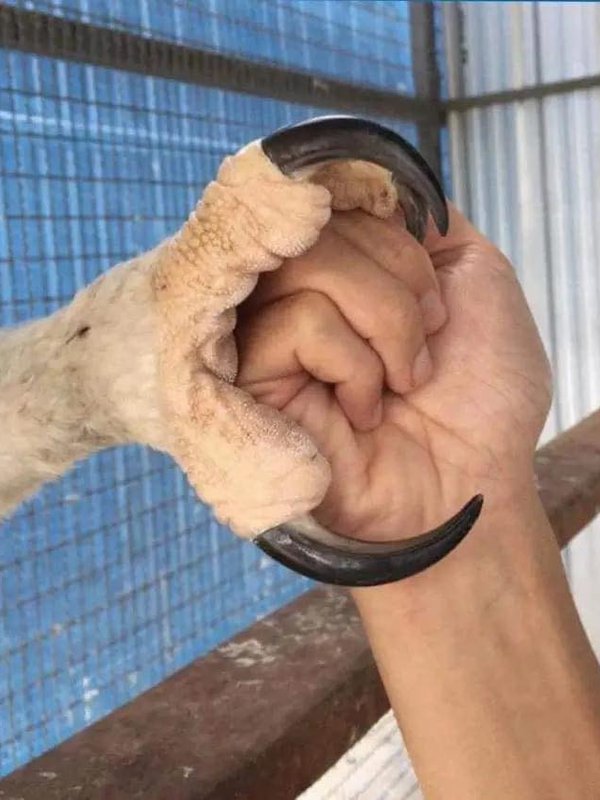 A pata de um Gavião-real com garras grandes e afiadas descansando na palma de uma mão humana.