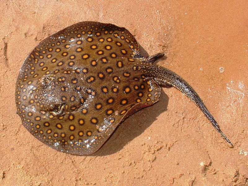 Arraia de água doce na Amazônia — hábitos e perigos