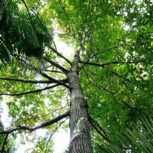 O som das árvores: As florestas produzem música?