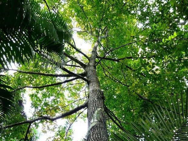 O som das árvores: As florestas produzem música? 2 O som das árvores: As florestas produzem música?