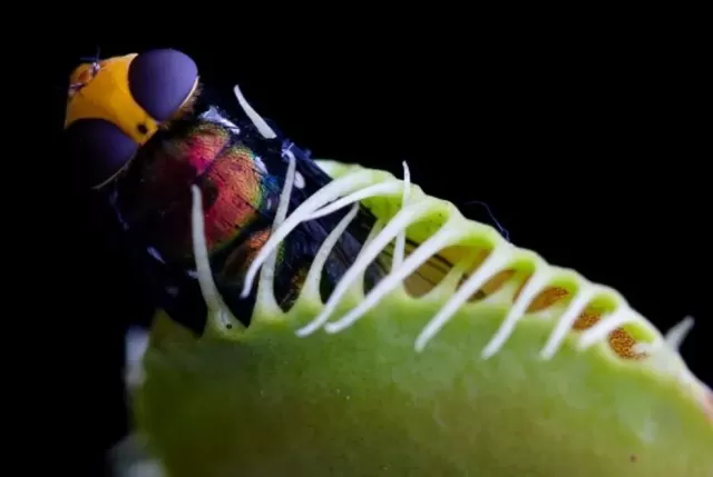 b2ap3_medium_Dionae-planta-carnvora Plantas carnívoras dos igarapés e suas armadilhas naturais