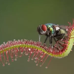 Plantas carnívoras dos igarapés e suas armadilhas naturais Plantas carnívoras dos igarapés e suas armadilhas naturais