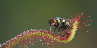 Plantas carnívoras dos igarapés e suas armadilhas naturais