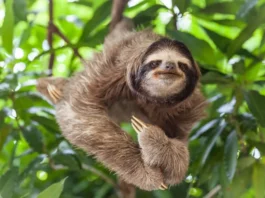 O segredo da lentidão do bicho-preguiça explicado pela ciência