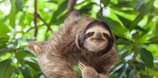 O segredo da lentidão do bicho-preguiça explicado pela ciência