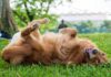 Por que os cães rolam na grama depois do banho? Cão Golden Retriever deitado de costas na grama, com a língua para fora e as patas para cima, em um dia ensolarado.