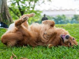 Cão Golden Retriever deitado de costas na grama, com a língua para fora e as patas para cima, em um dia ensolarado.