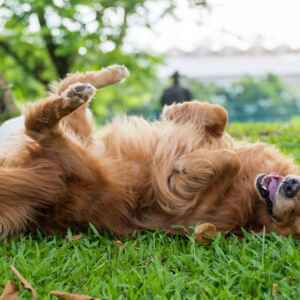 Por que os cães rolam na grama depois do banho? Cão Golden Retriever deitado de costas na grama, com a língua para fora e as patas para cima, em um dia ensolarado.