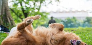 Cão Golden Retriever deitado de costas na grama, com a língua para fora e as patas para cima, em um dia ensolarado.