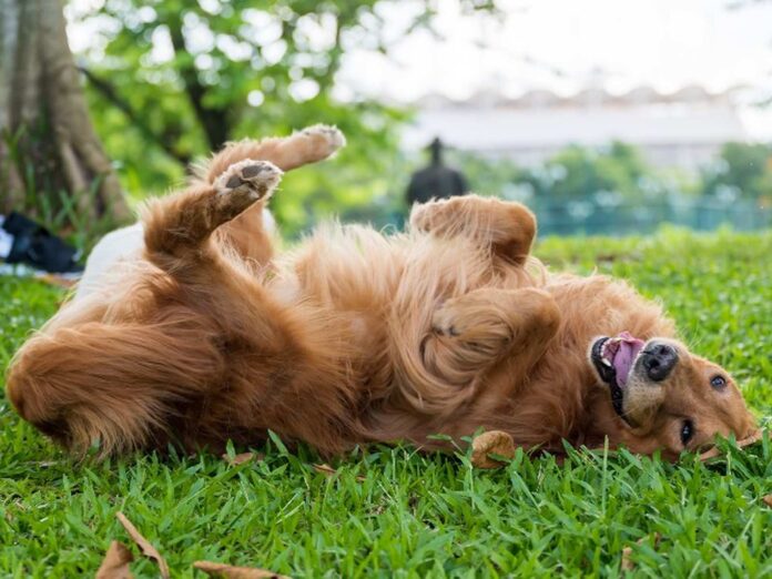 Cão Golden Retriever deitado de costas na grama, com a língua para fora e as patas para cima, em um dia ensolarado.