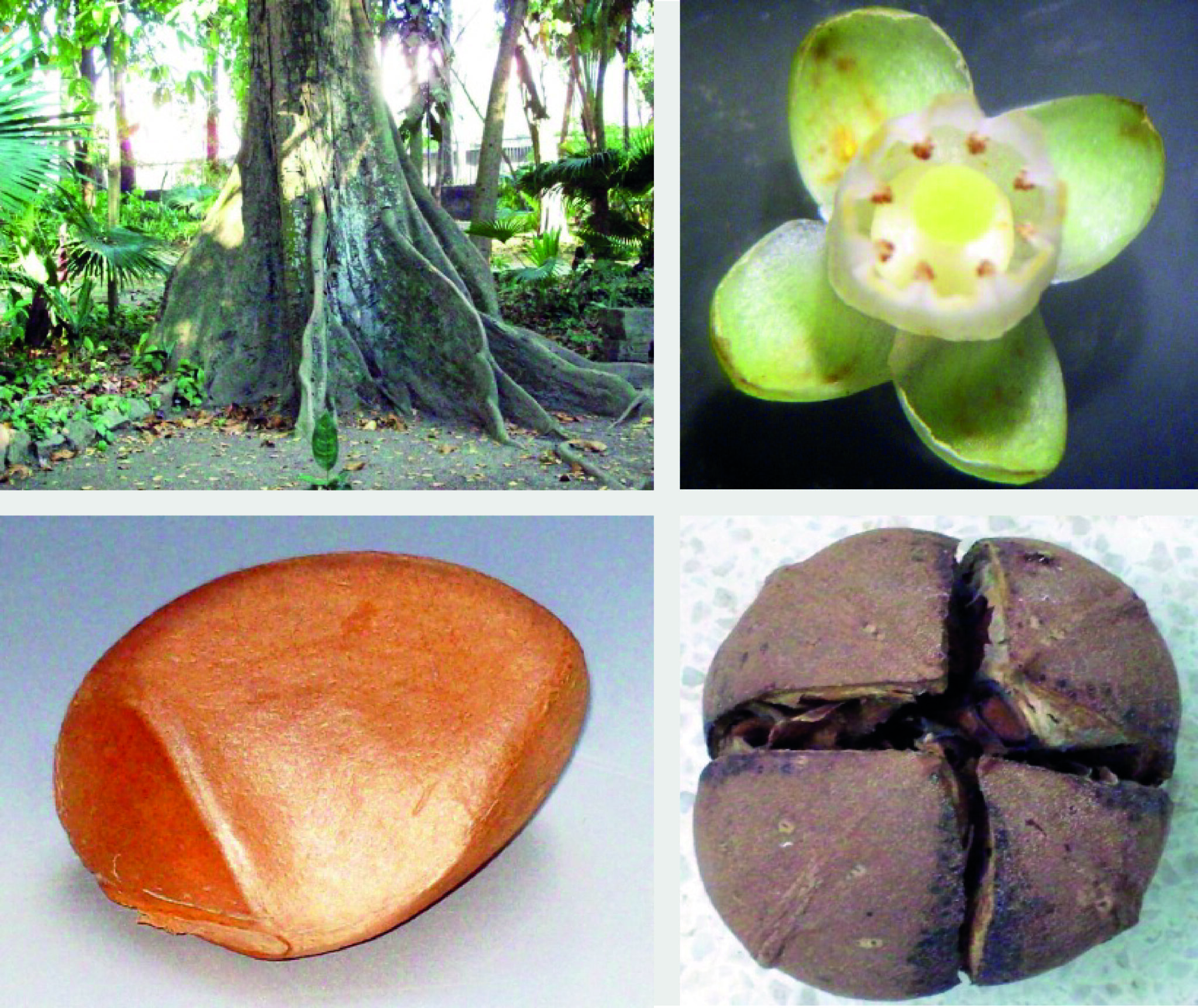 Árvores como a andiroba (Carapa guianensis) produzem estalos audíveis