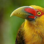 O canto do pássaro marca as horas na natureza