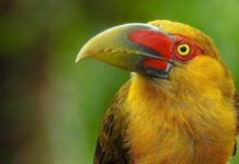 Canto dos animais marca as horas? Conheça essa sincronia natural O canto do pássaro marca as horas na natureza