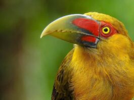 O canto do pássaro marca as horas na natureza