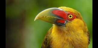 O canto do pássaro marca as horas na natureza