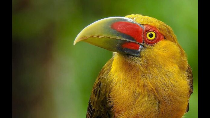 O canto do pássaro marca as horas na natureza
