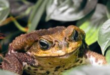 Sapo-cururu – 4 benefícios que ele traz à natureza Close-up de um sapo de olhos grandes e pele marrom em um fundo de folhagem verde.