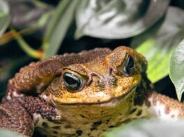 Close-up de um sapo de olhos grandes e pele marrom em um fundo de folhagem verde.