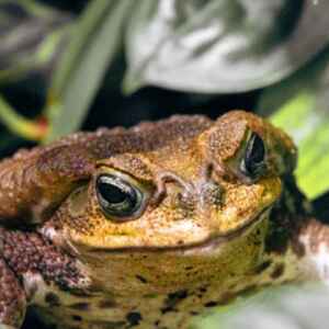 Sapo-cururu – 4 benefícios que ele traz à natureza Close-up de um sapo de olhos grandes e pele marrom em um fundo de folhagem verde.