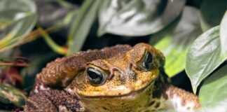 Close-up de um sapo de olhos grandes e pele marrom em um fundo de folhagem verde.