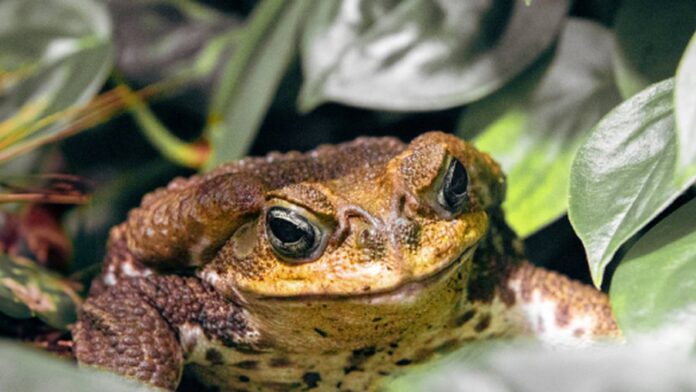 Close-up de um sapo de olhos grandes e pele marrom em um fundo de folhagem verde.