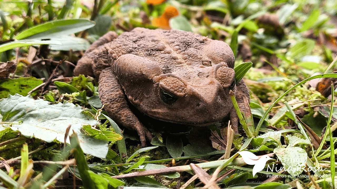 Close-up de um sapo marrom em meio à vegetação verde, com foco nos olhos e na textura da pele.