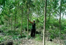 Códigos naturais da floresta revelam comunicação ecológica