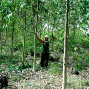 Códigos naturais da floresta revelam comunicação ecológica