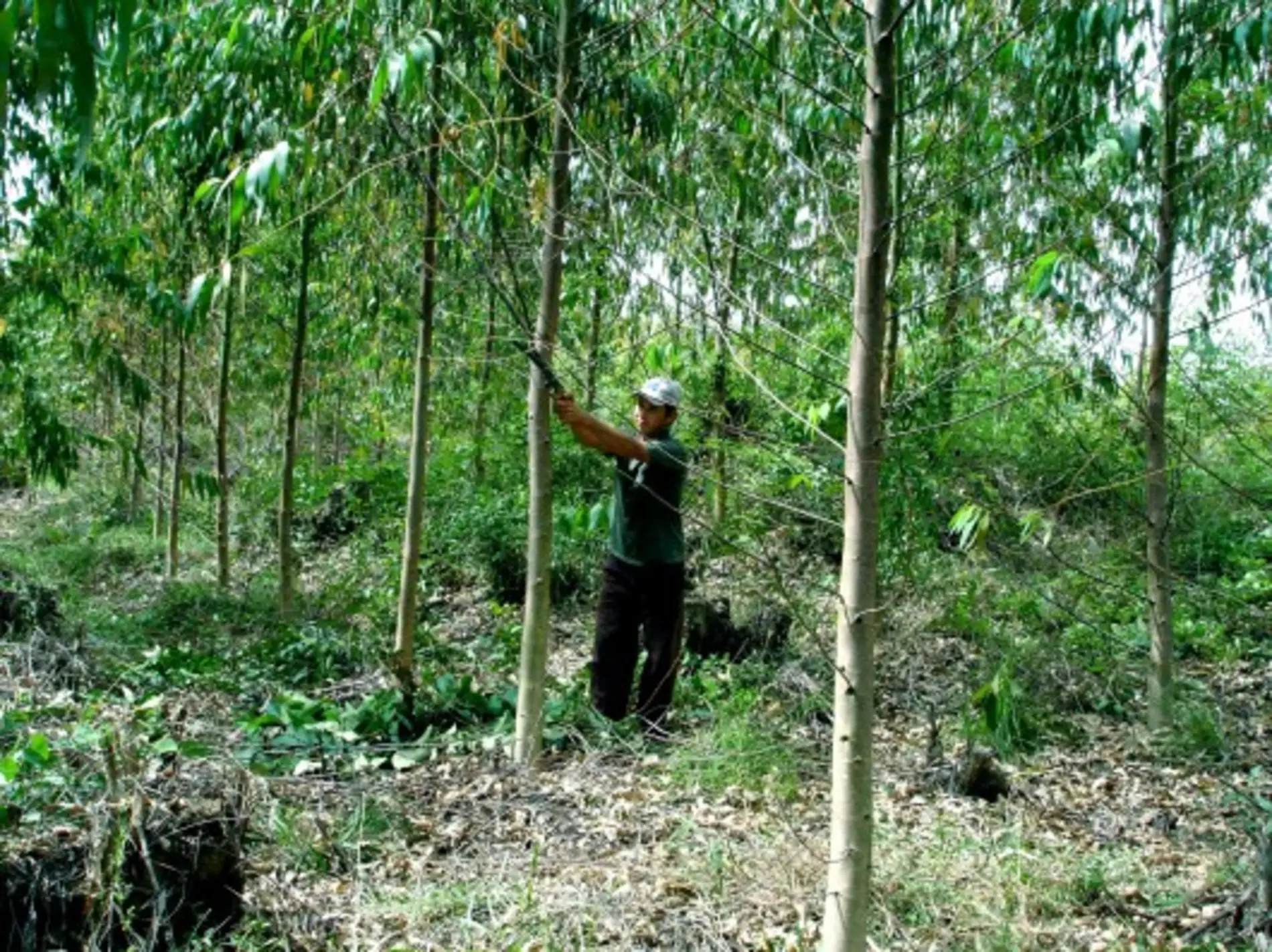 codigo florestal da exploracao florestal cursos cpt