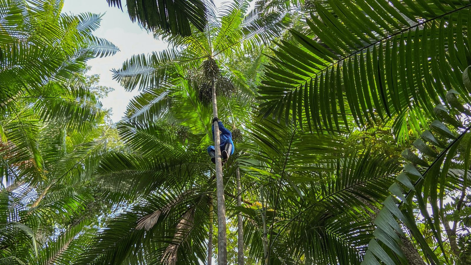 colheita acai bailinque amapa 2