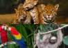 Animais sagrados da Amazônia e seus mistérios protetores