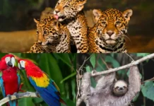 Animais sagrados da Amazônia e seus mistérios protetores