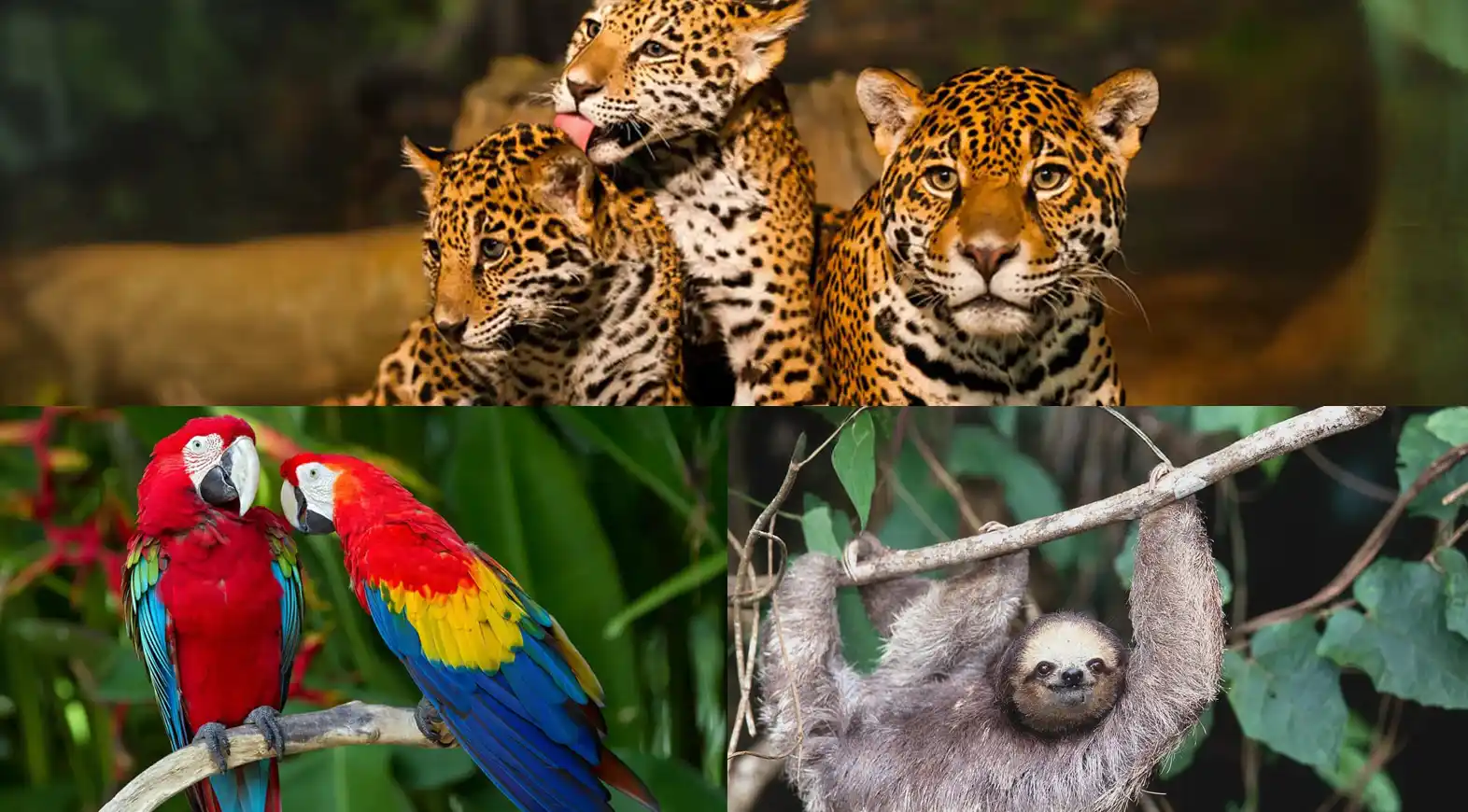 conheca 15 dos mais famosos animais da amazonia 8 copiar