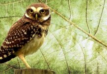 Coruja engole a presa inteira e devolve pela boca uma pelota de ossos que revela toda a dieta dela Coruja pequena com olhos amarelos, penas marrons e brancas, pousada em um tronco de madeira, fundo verde de folha de planta.