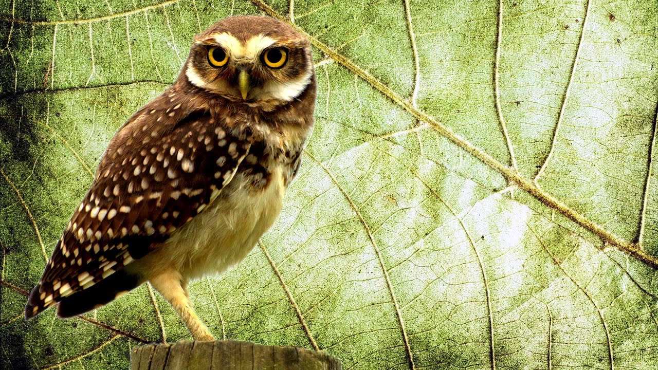 Coruja pequena com olhos amarelos, penas marrons e brancas, pousada em um tronco de madeira, fundo verde de folha de planta.