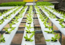 Embrapa leva inovação ao Matopiba na Agrobalsas 2025 Embrapa leva inovação ao Matopiba na Agrobalsas 2025