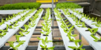 Embrapa leva inovação ao Matopiba na Agrobalsas 2025