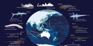 Cientistas coletaram amostras de peixes que vivem na Fossa das Marianas, no Pacífico, e em fossas no Oceano Índico