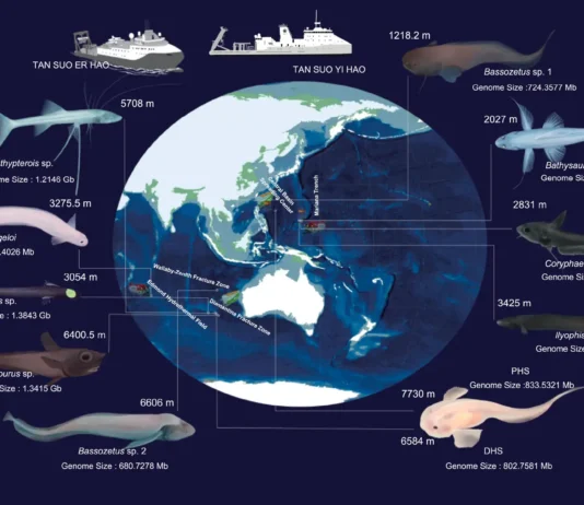 Cientistas coletaram amostras de peixes que vivem na Fossa das Marianas, no Pacífico, e em fossas no Oceano Índico