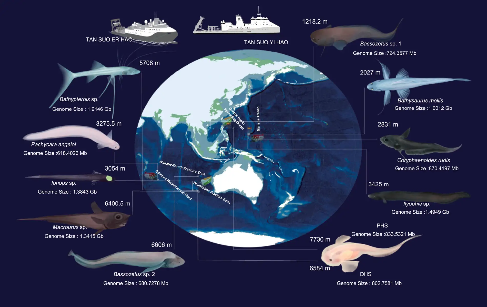 Os peixes estranhos da Fossa das Marianas 4 Cientistas coletaram amostras de peixes que vivem na Fossa das Marianas, no Pacífico, e em fossas no Oceano Índico
