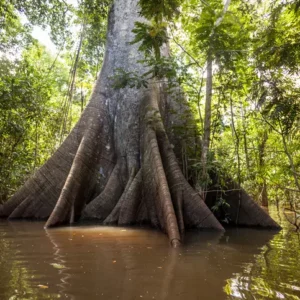 Como as plantas se comunicam entre si na floresta?