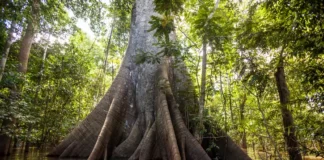 Como as plantas se comunicam entre si na floresta?