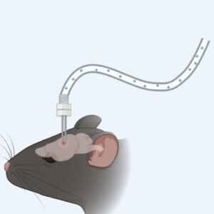 Hormônio FGF19 acelera queima de gordura e pode virar tratamento contra obesidade Ilustração de um rato recebendo uma injeção de FGF19 no cérebro.