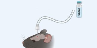 Ilustração de um rato recebendo uma injeção de FGF19 no cérebro.