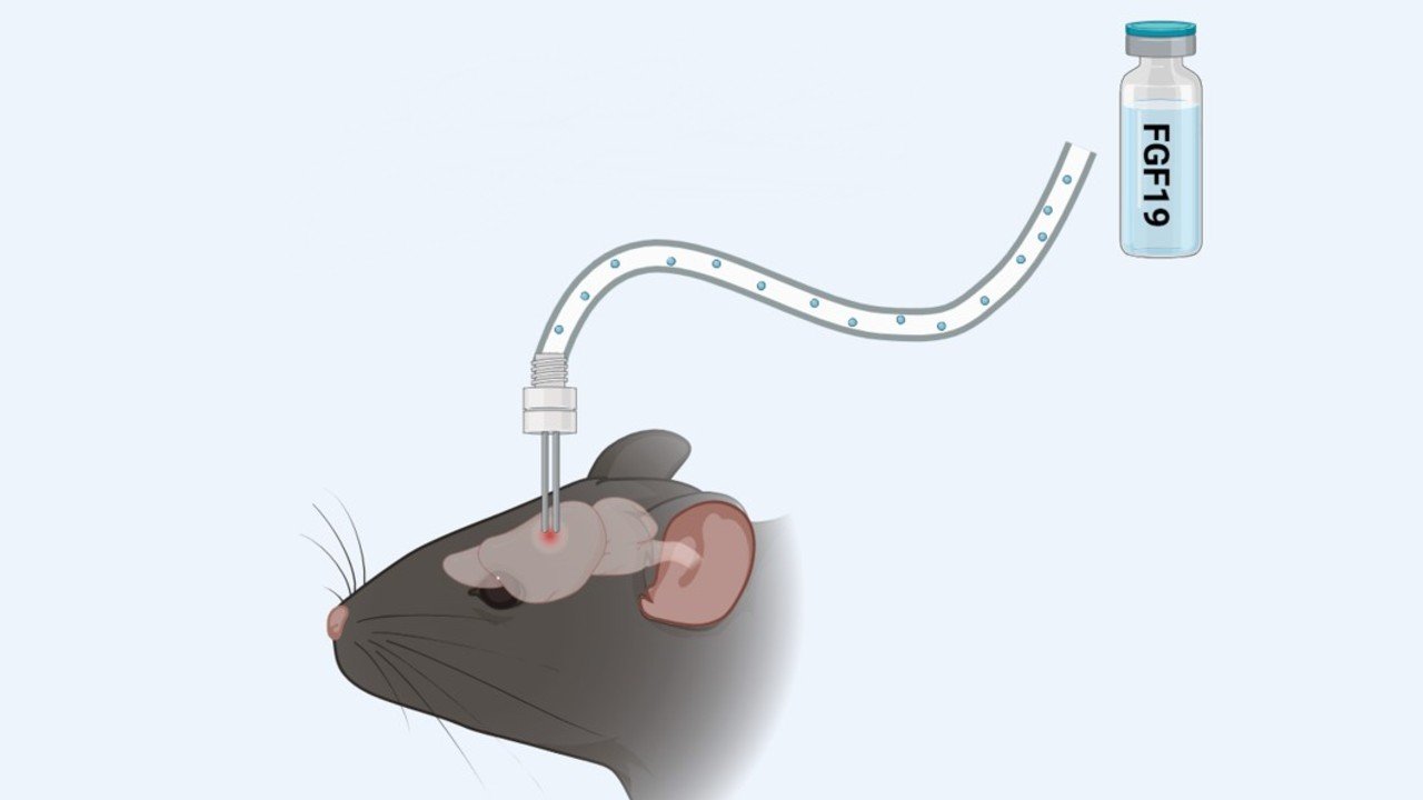 Hormônio FGF19 acelera queima de gordura e pode virar tratamento contra obesidade 2 Ilustração de um rato recebendo uma injeção de FGF19 no cérebro.